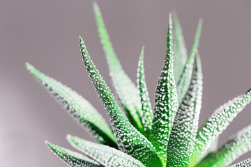 Fototapeta premium Evergreen succulent haworthia close up on monochrome background. Natural aloe plant Selective focus.