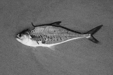 dead fish b/w
