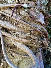 Tree Bark With Vine Growth