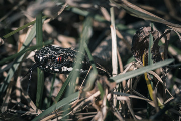 European Adder with Red Eyes in High Grass Flickering It's Tounge