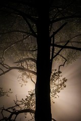 tree in fog in backlight