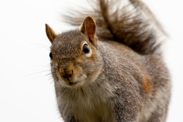 Obraz premium Grey Squirrel
