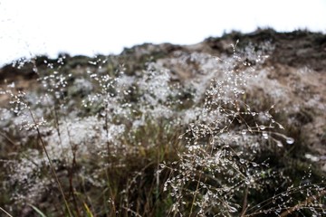 dew on the grass