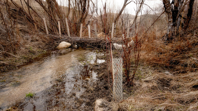 Screen for protecting a sapling in nature with a stream that has a dam