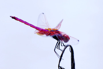 Close up of dragonfly with blurred background., Dragonfly on a twigs with macro photo.