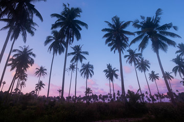 Fototapeta na wymiar Coconut trees on the background of a beautiful sunrise.