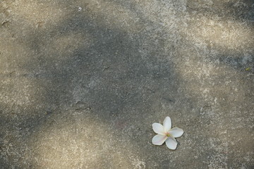 frangipani flower or plumeria flower on a cement floor for background