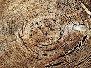 Tree Bark Texture Fibre Cracks