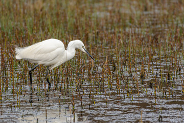 Little Egret hunting in a reed bed
