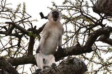 Screaming vervet monkey in Serengeti National Park, Tanzania © Takashi