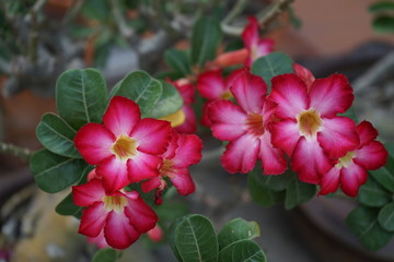 Desert Rose or Chuanchom have green leaves on a blurred background