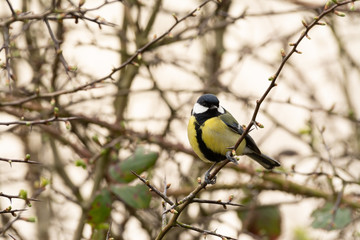 great tit on branch looking to wards the camera