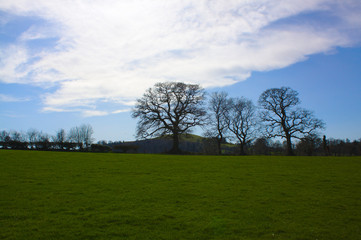 trees in a field