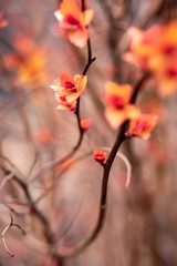 feuilles de spirées au printemps