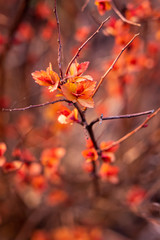 feuilles de spir&eacute;es au printemps