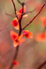 feuilles de spirées au printemps