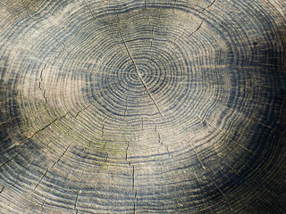 Tree Rings