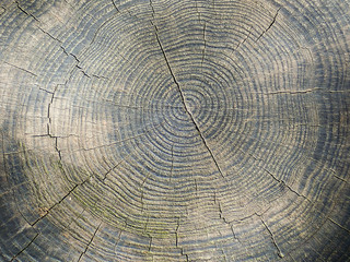 Tree Rings