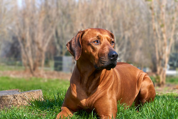 Big beautiful brown dog lying on green grass in the park. Rhodesian Ridgeback dog portrait.     