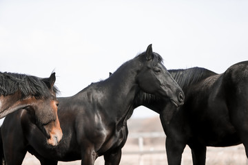 Fototapeta premium Beautiful horses run in the arena 