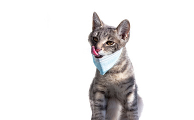 Fototapeta na wymiar on a white background isolated gray cat with brown eyes in a blue antiviral medical mask. the cat licks