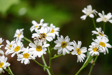 daisies in the garden