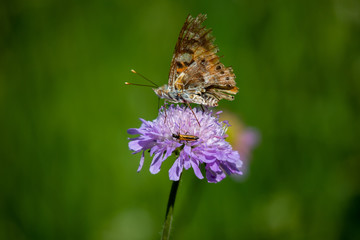 butterfly on a flower
