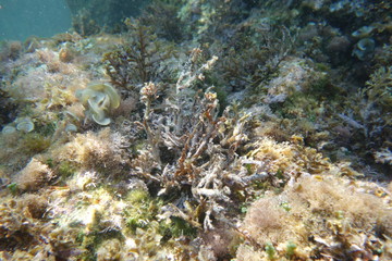  Underwater photos from Albania © moniadk