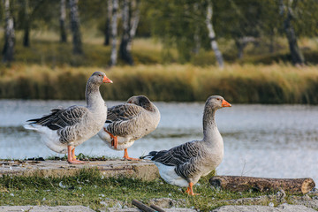 Obraz premium Three geese on rock