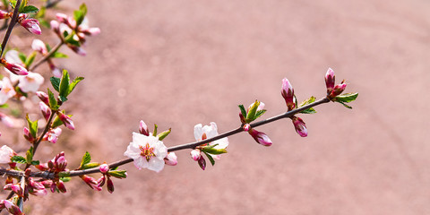 Beautiful pink cherry blossoms floral spring background of nature. Macro with selective soft focus and blurred background.