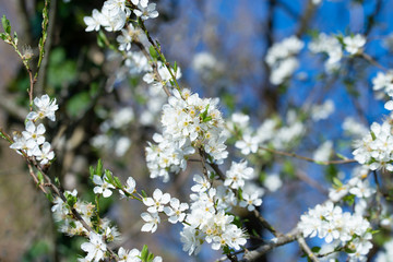 Blüte