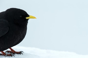 Yellow billed chough close up portrait, winter, bird silhouette. Beautiful black birdin winter. clean white background, Swiss Alps, alpine wildlife scenery, Switzerland
