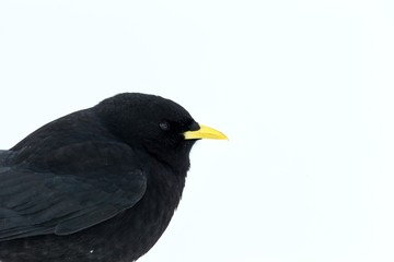 Yellow billed chough close up portrait, winter, bird silhouette. Beautiful black birdin winter. clean white background, Swiss Alps, alpine wildlife scenery, Switzerland