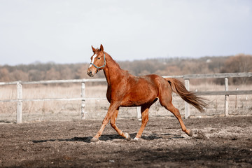 Beautiful horses run in the arena 
