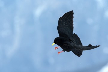 Yellow billed chough flying in front of swiss alps scenery. Winter mountains. Bird silhouette. Beautiful nature scenery in winter. Mountain covered by snow, glacier. Panoramatic view, Switzerland