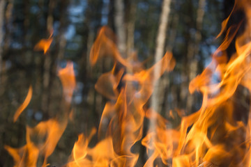 Flame of fire on nature background.