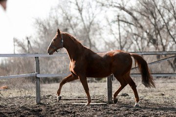 Fototapeta premium Beautiful horses run in the arena 