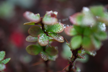plant with water drops of dew