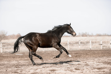 Fototapeta na wymiar Beautiful horses run in the arena 