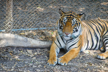 Photograph of a big tiger wildlife lying under a tree