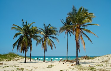 Fototapeta na wymiar Palmes on the sandy beach with blue sky
