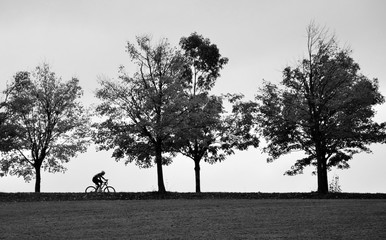 Silhouette of biker on the road with three trees 