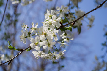 white flowers in spring