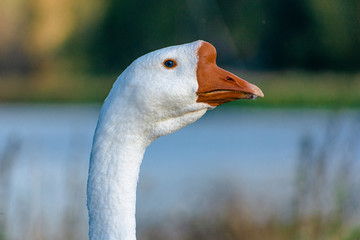Portrait of a white goose