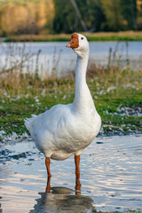 The goose is standing in a puddle