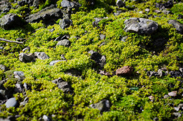 moss on stone