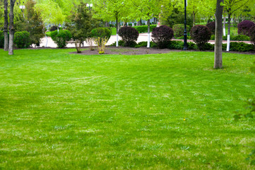 Obraz premium Spring or summer natural abstract background with grass in the garden