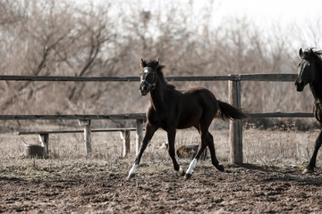 Beautiful horses run in the arena 