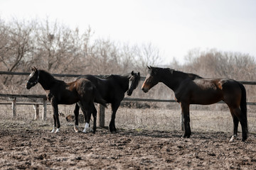 Beautiful horses run in the arena 