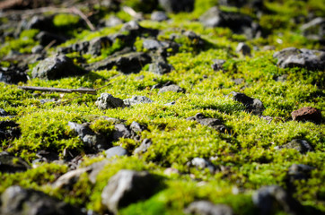 moss on stone